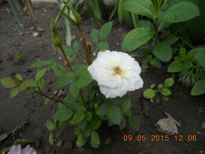 mini alb - trandafiri