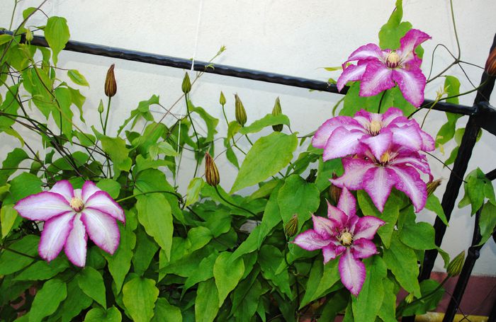 clematis Betty Risdon(anul3) - 2015 clematite
