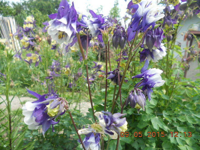 DSCN4294 - flori din gradina