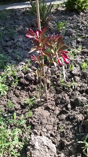 Weigela florida Alexandra - Plante de gradina