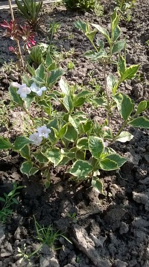 Weigela nana variegata - Plante de gradina