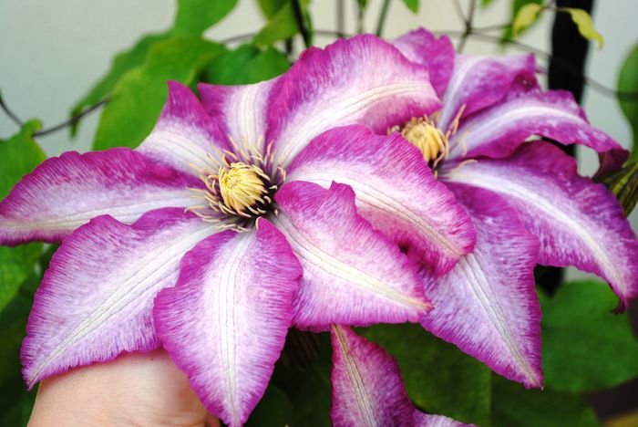 clematis Betty Risdon