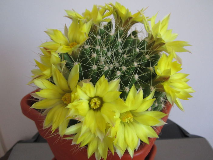 IMG_5736 - Cactusi - 2015