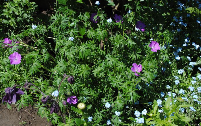 9 mai,geranium sanguineum Rosa - 2015 plantele mele
