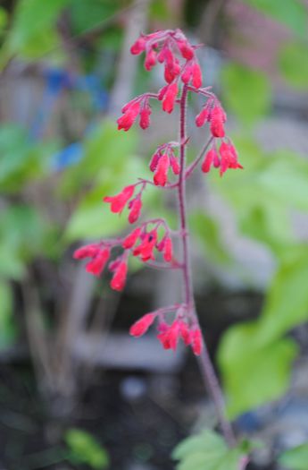 Heuchera sanguinea Ruby Bells(floarea) - 2015 plantele mele
