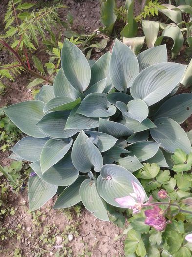 HOSTA - Gradina