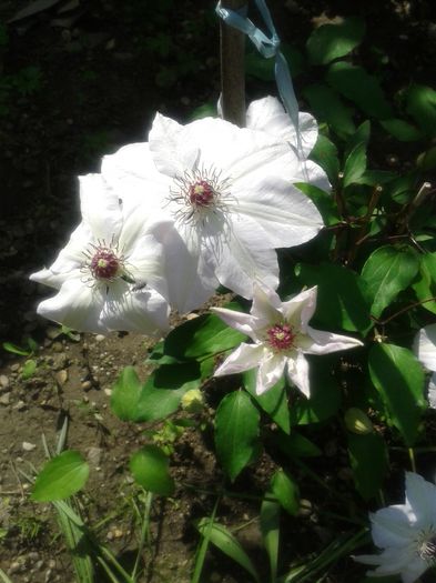 20150509_151840 - Gradina