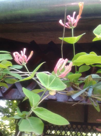 20150509_151750 - Gradina