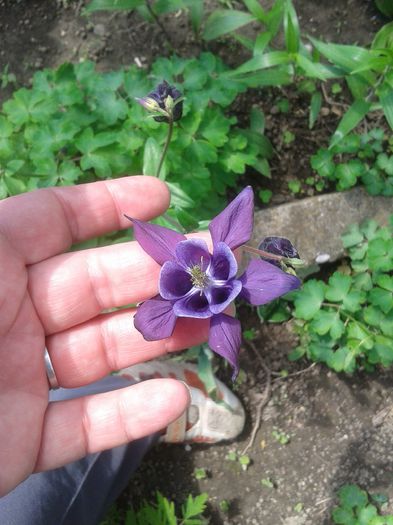 20150509_152738 - Gradina