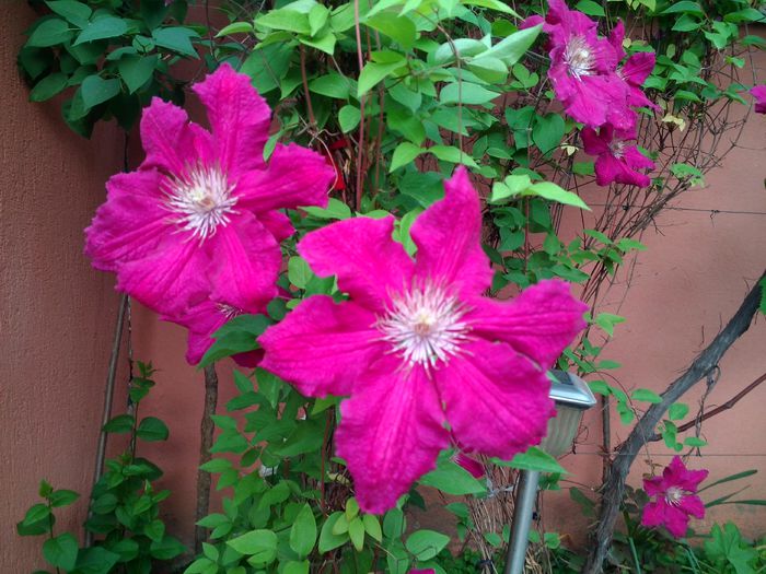 clematita warszawska nike