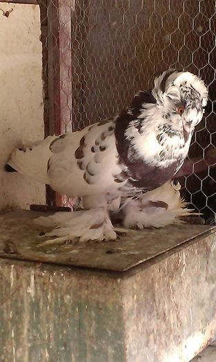 11258068_653902454743711_8832647609843000488_n