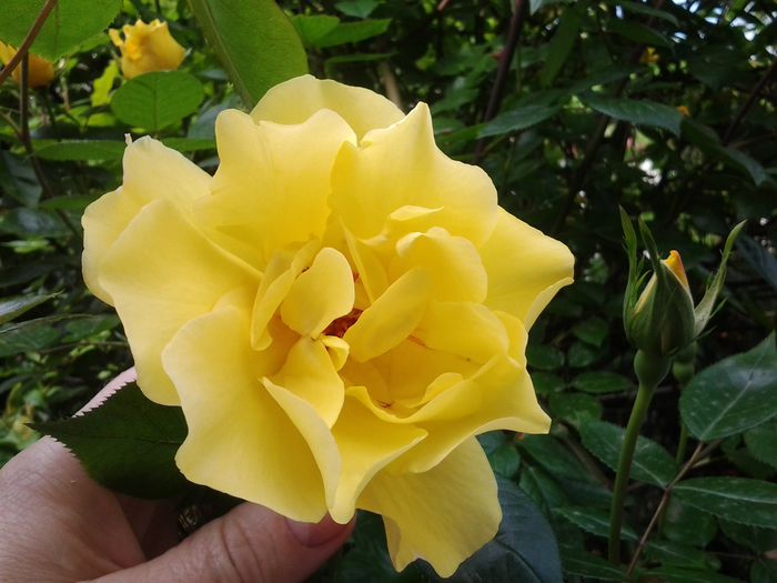 20150509_162716 - mai 2015