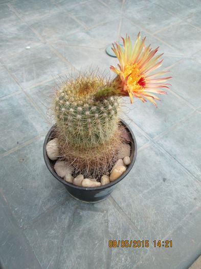 Notocactus concinnus - cactusi