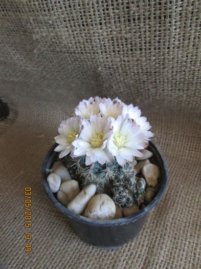 Gymnocalycium damsii - cactusi