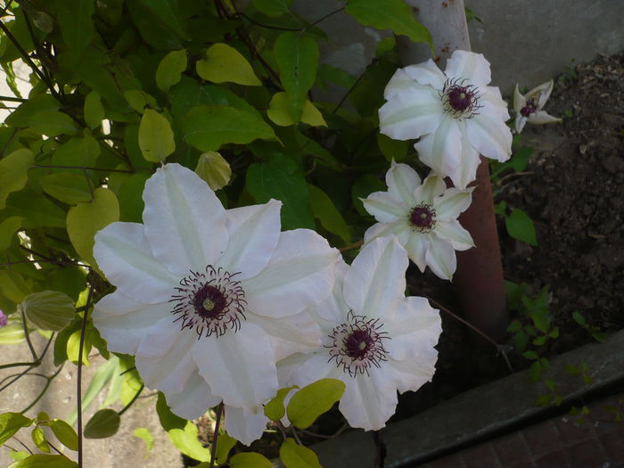 P1210954 - GRADINA 2015