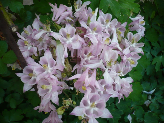 P1210968 - GRADINA 2015