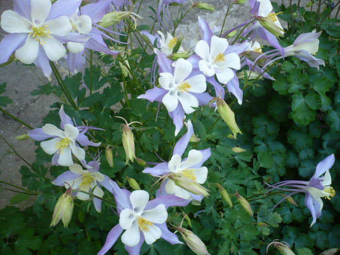 P1210970 - GRADINA 2015