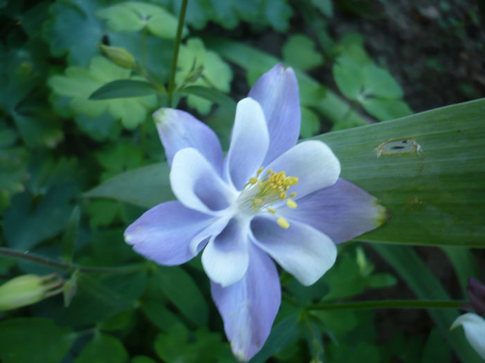P1210971 - GRADINA 2015