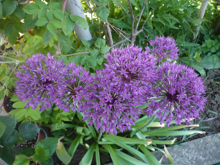 P1210974 - GRADINA 2015