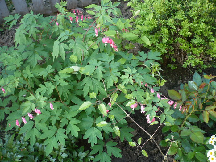P1210980 - GRADINA 2015