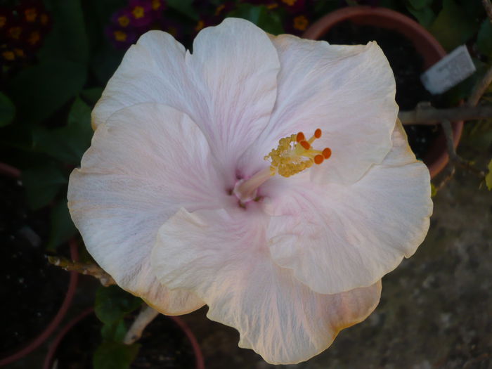 Tahitian Francoise Princess