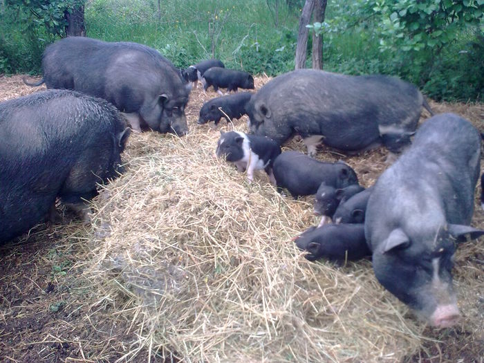 PORCI VIETNAMEZI GORJ - PORCI VIETNAMEZI 2015