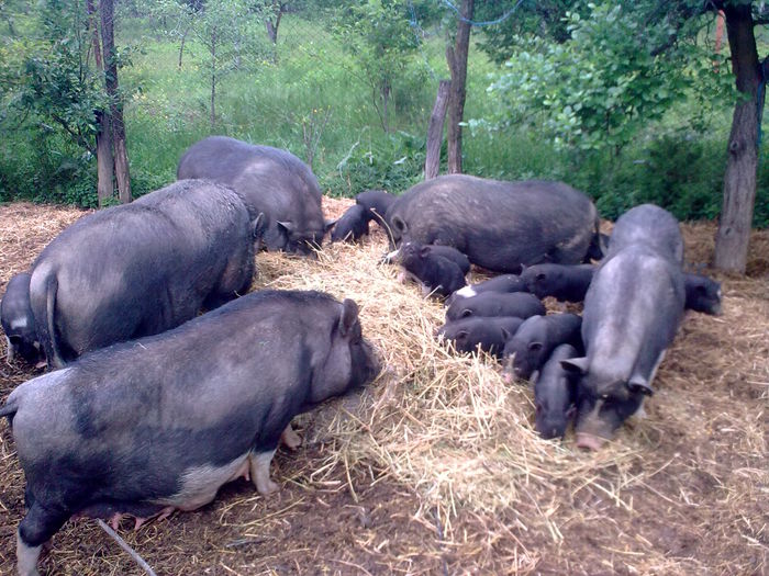 PORCI VIETNAMEZI GORJ - PORCI VIETNAMEZI 2015