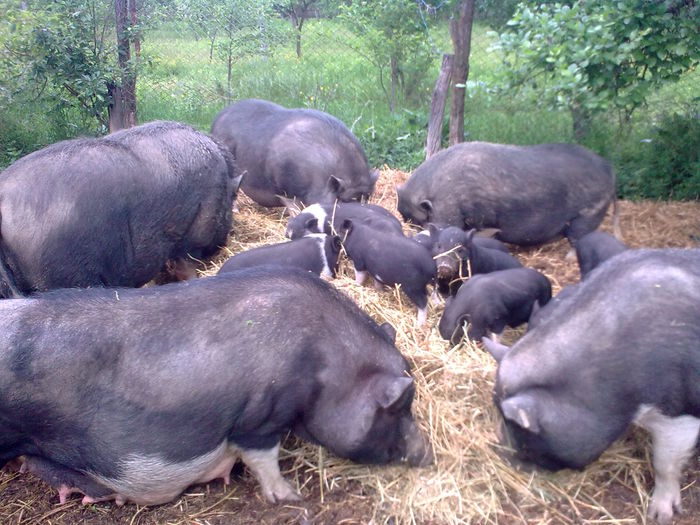 PORCI VIETNAMEZI GORJ - PORCI VIETNAMEZI 2015