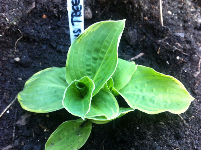 christmas tree plant-shop - Hosta