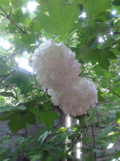 20150509_155939 - Gradina