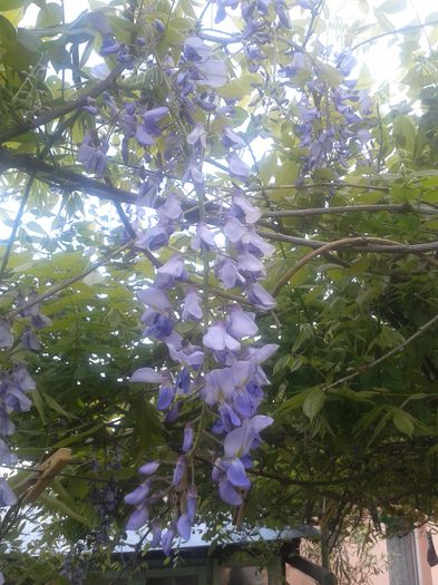 20150509_182500 - Gradina