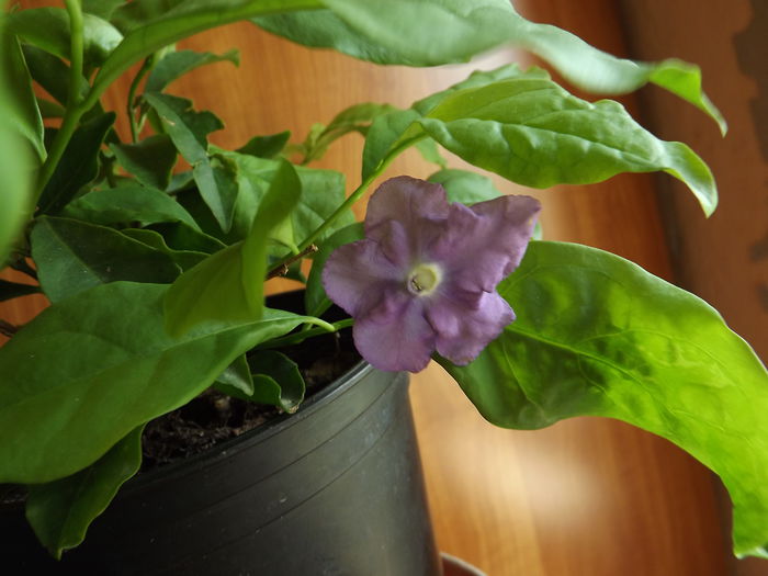 Brunfelsia-parfumata - Diverse flori