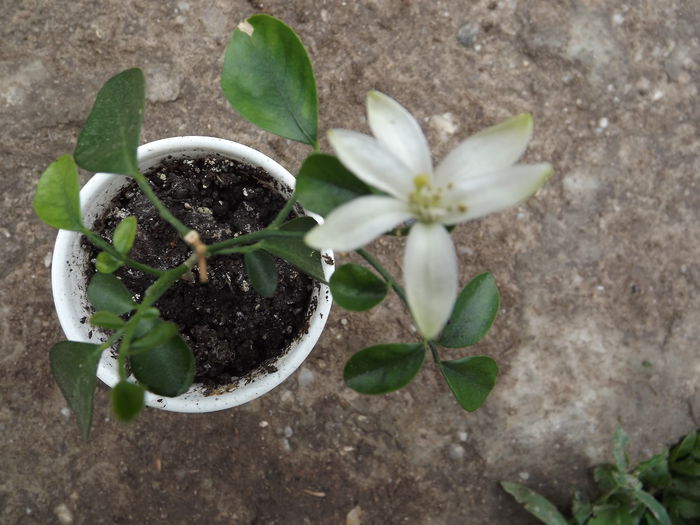 DSCF3732 - Diverse flori