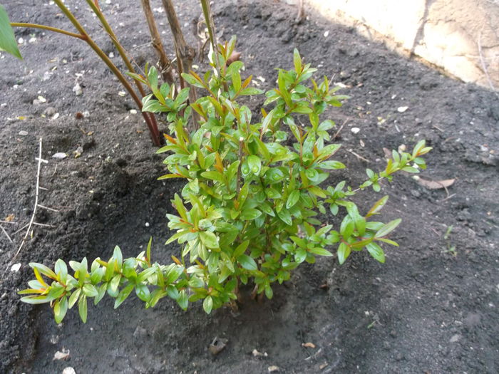 Rodiu Lasat iarna fara Protectie