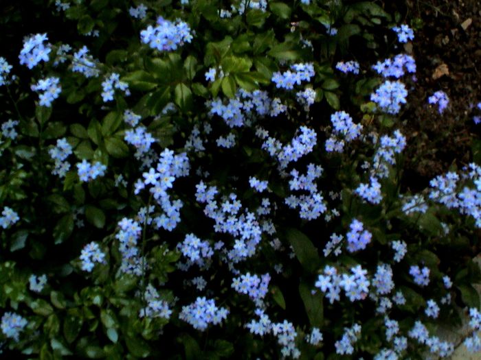 9 mai 2015 (1) - GRADINA MEA IN 2015