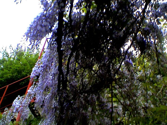 9 mai 2015 (2) - GRADINA MEA IN 2015