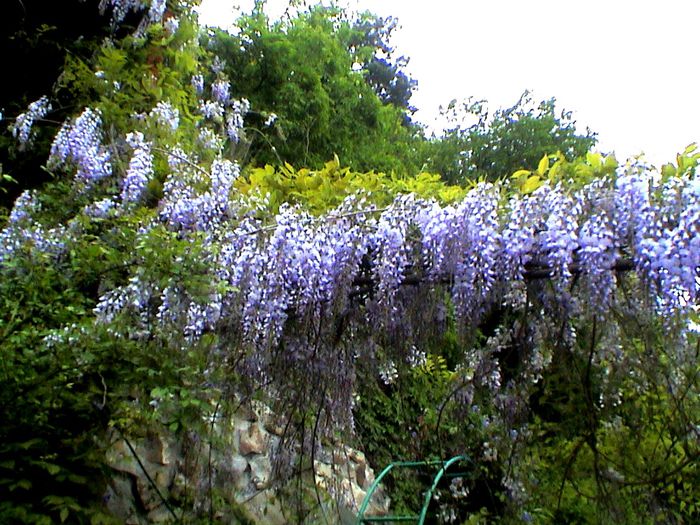 9 mai 2015 (3) - GRADINA MEA IN 2015