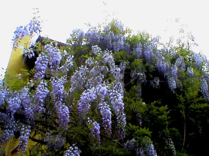 9 mai 2015 (4) - GRADINA MEA IN 2015