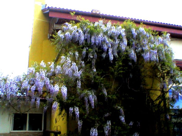 9 mai 2015 (5) - GRADINA MEA IN 2015