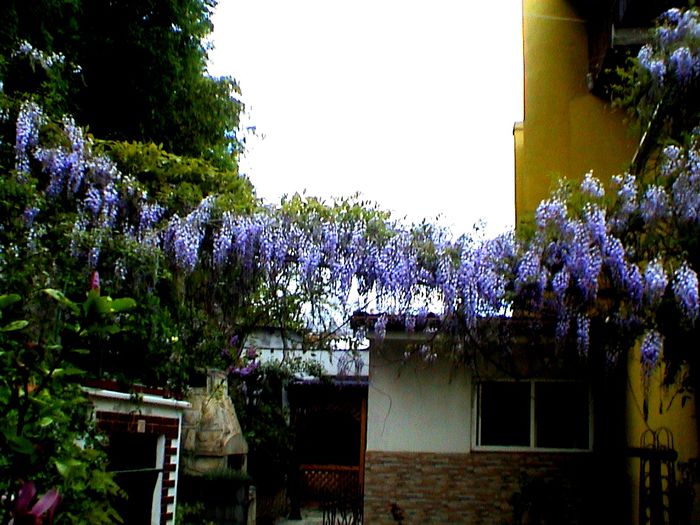 9 mai 2015 (6) - GRADINA MEA IN 2015