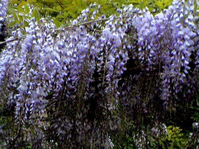 9 mai 2015 (7) - GRADINA MEA IN 2015