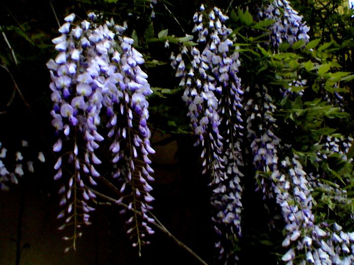9 mai 2015 (8) - GRADINA MEA IN 2015