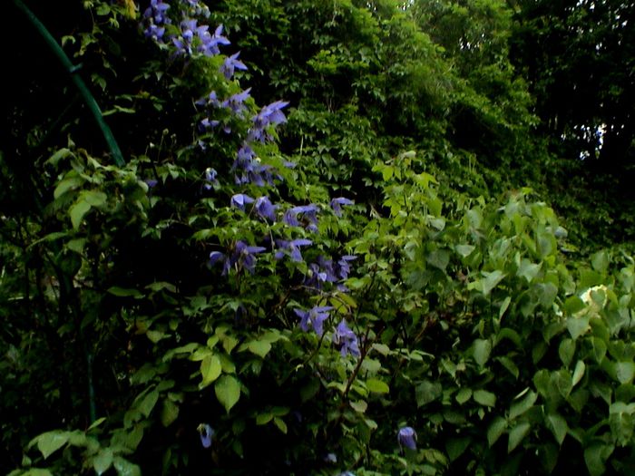 9 mai 2015 (10) - GRADINA MEA IN 2015