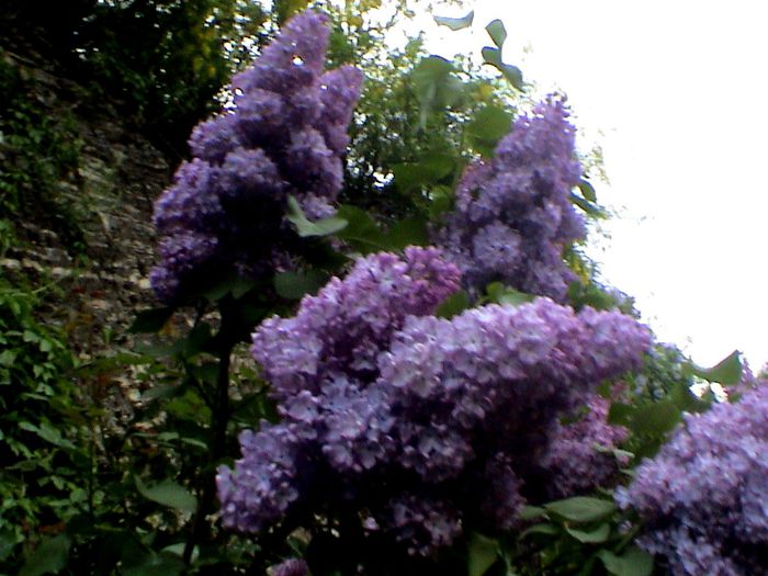 9 mai 2015 (13) - GRADINA MEA IN 2015