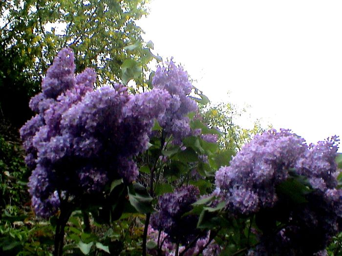 9 mai 2015 (14) - GRADINA MEA IN 2015