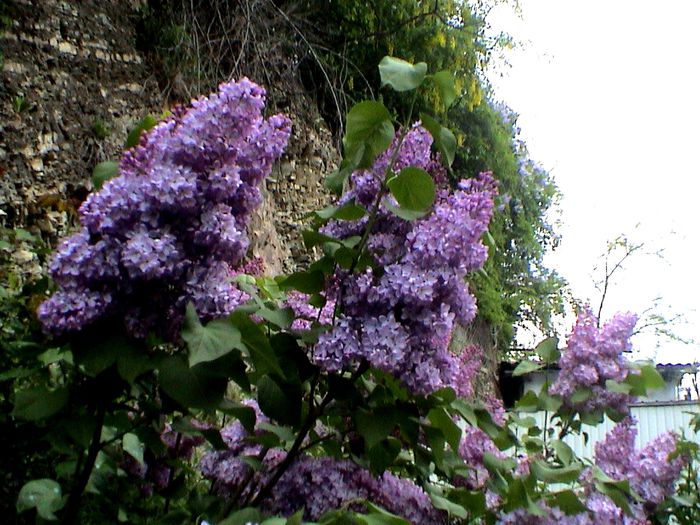 9 mai 2015 (18) - GRADINA MEA IN 2015