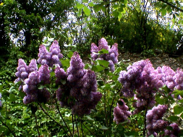 9 mai 2015 (20) - GRADINA MEA IN 2015