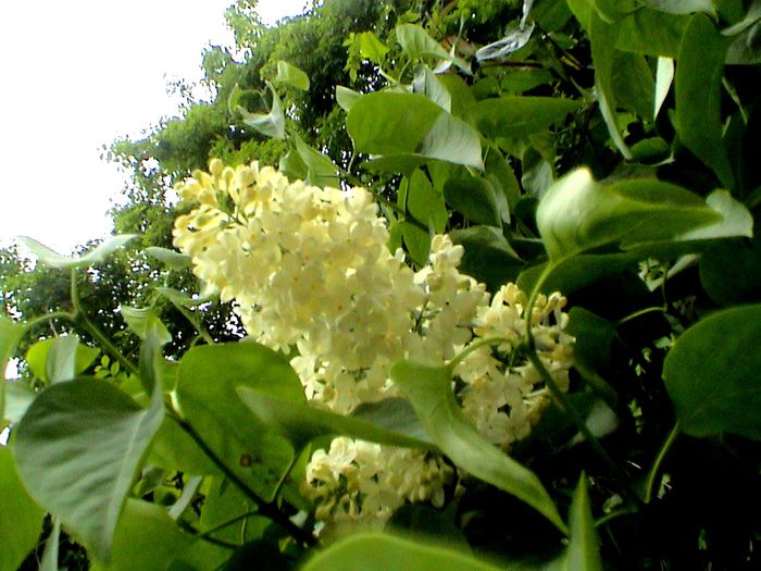 9 mai 2015 (22) - GRADINA MEA IN 2015