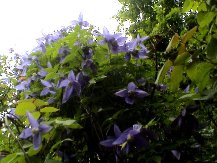 9 mai 2015 (23) - GRADINA MEA IN 2015