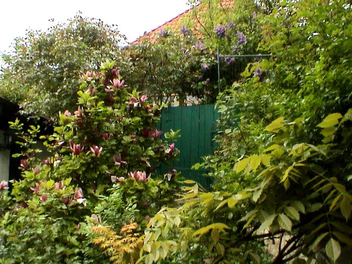 9 mai 2015 (25) - GRADINA MEA IN 2015